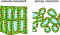 Palisade and spongy mesophyll.